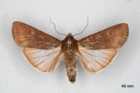 Peridroma saucia
