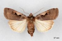 Xestia c-nigrum