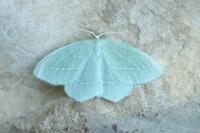 Hemistola chrysoprasaria