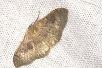Idaea degeneraria