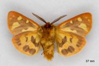 Arctia testudinaria