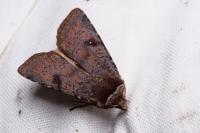Cerastis faceta