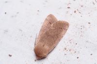 Orthosia cerasi