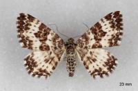 Epirrhoe tristata