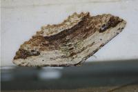 Menophra abruptaria