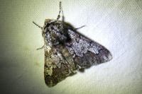 Biston strataria