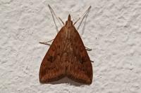 Udea ferrugalis