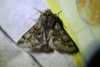 Apocheima hispidaria