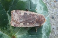 Conistra erythrocephala