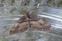 Earophila badiata