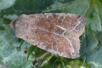 Orthosia incerta