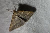 Perigune narbonea