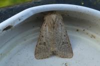 Orthosia cruda