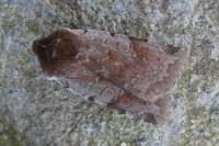 Cerastis rubricosa