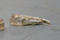 Catoptria falsella