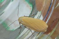 Wittia sororcula