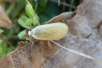 Wittia sororcula