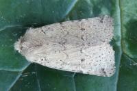 Spudaea ruticilla