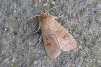 Orthosia miniosa