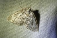 Colostygia multistrigaria