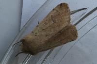 Orthosia cruda