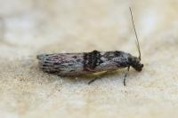 Nephopterix angustella