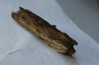 Lithophane semibrunnea