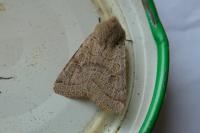 Orthosia cerasi