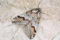 Chesias rufata rufata