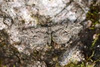Eupithecia oxycedrata