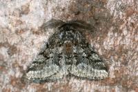 Lycia hirtaria