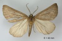 Chemerina caliginearia