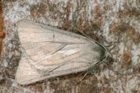 Chemerina caliginearia