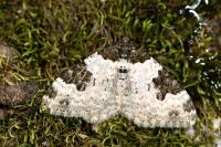 Xanthorhoe fluctuata