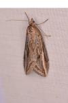 Chesias legatella