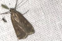 Phyllophila obliterata