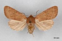 Orthosia cerasi