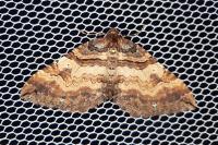Earophila badiata