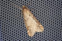 Alsophila aescularia