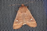 Eupsilia transversa