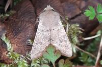 Orthosia cruda