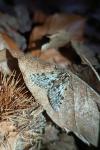 Lycia pomonaria