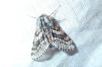 Lycia pomonaria