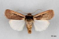 Ochropleura leucogaster
