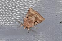 Orthosia gothica