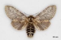 Cerura vinula