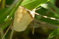 Pardoxia graellsii