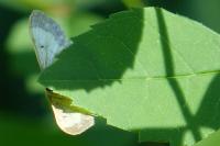 Idaea politaria