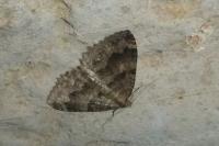 Triphosa dubitata