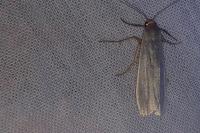 Eilema caniola